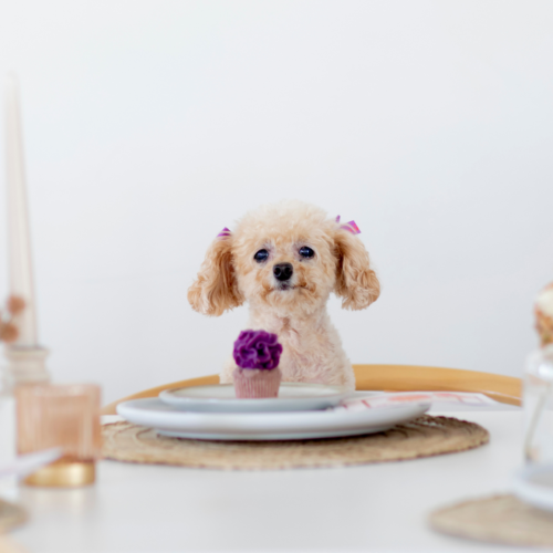 5 Benefits for Making A Plate for Your Dog During the Holiday Season